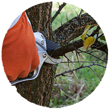 Tree Pruning Services in Appleton Wisconsin