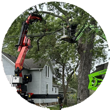 Tree Clean up Service in Appleton Wisconsin